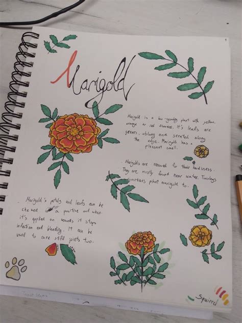 Medicine cat herb notes: Marigold | Warrior cats fan art, Warrior cats ...