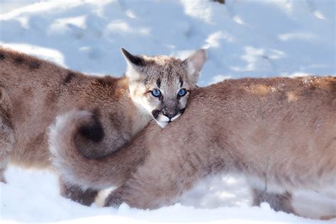 Mountain Lion cubs | These 12 weeks old cubs were separated … | Flickr