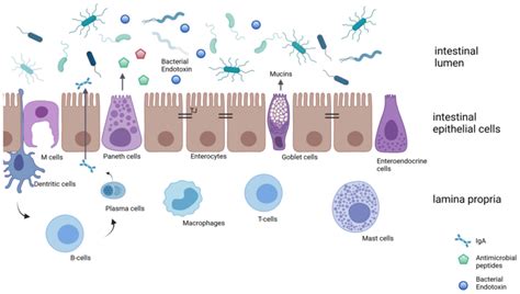 Schematic drawing of the intestinal barrier. The intestinal barrier... | Download Scientific Diagram