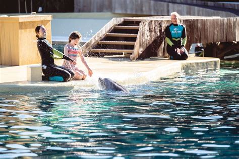 Girl with a Trainer Playing with a Dolphin at Seaworld in Orlando ...