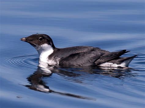 Ancient Murrelet - eBird