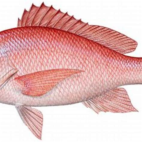 Are red devil fish edible? - DIY Seattle