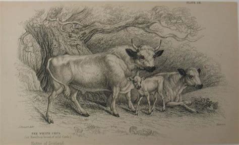 Ancient History of the white cattle of Britain (polled British White ...