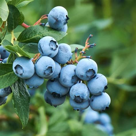 5 Gal. Tifblue Blueberry Plant Potted-BLUTIF05G - The Home Depot in 2021 | Blueberry plant ...