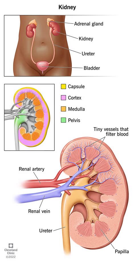 Kidneys: Location, Anatomy, Function & Health
