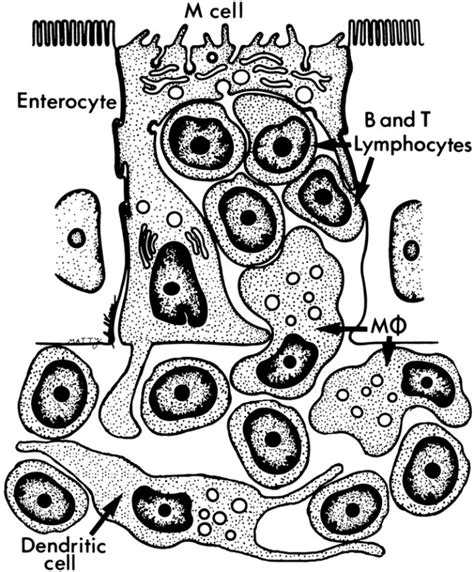 Epithelial M Cells: Gateways for Mucosal Infection and Immunization: Cell