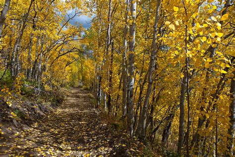 Colorado Autumn Aspen Forest Photograph by Cascade Colors - Fine Art America