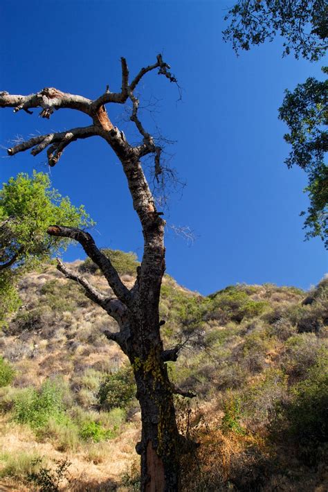 Eaton Canyon Falls Trail: A Beautiful Waterfall Close to LA ...