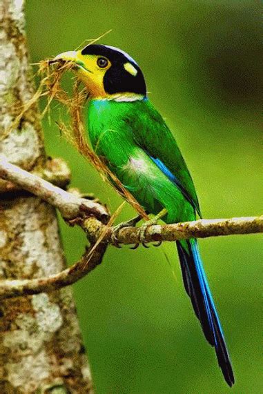 OCELLS+preciosos.gif (381×571) Most Beautiful Birds, Pretty Birds, Love Birds, Exotic Birds ...