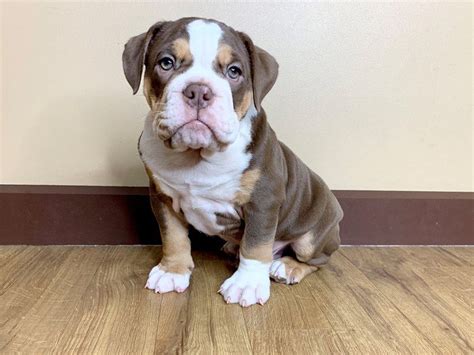 Old English Bulldog Puppy Chocolate Tri ID:742 Located at Petland Grove ...