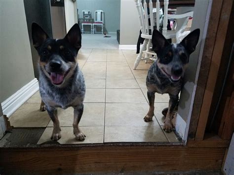 Biscuit & Butters. Chi-Heelers. Blue Heeler/Chihuahua Mix. | Chihuahua ...