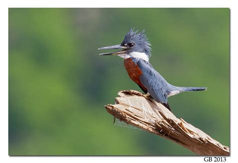 RINGED KINGFISHER