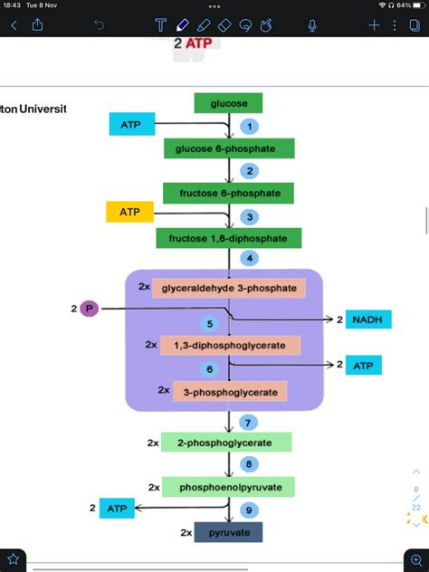 Glucose metabolism Diagram | Quizlet