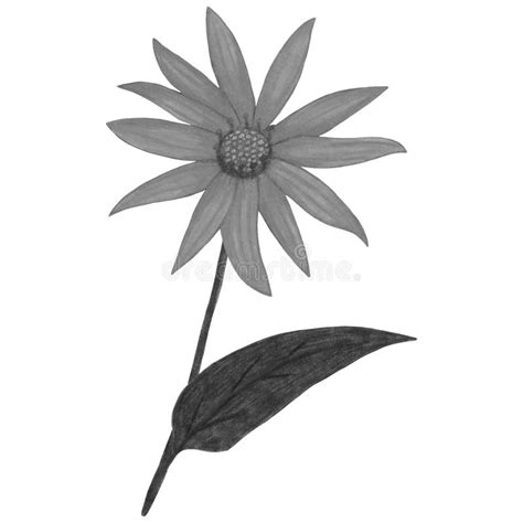 Topinambur Flower Stock Illustrations – 87 Topinambur Flower Stock Illustrations, Vectors ...