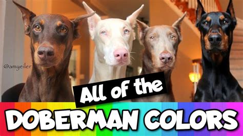 Do Doberman Puppies Change Colors