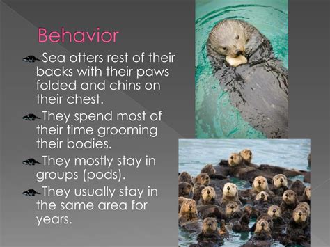 PPT - Sea Otter PowerPoint Presentation, free download - ID:2664268