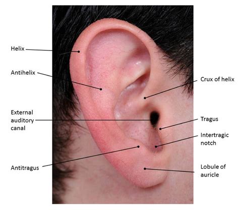 The pinna | Anatomy, Ear anatomy, Chapter