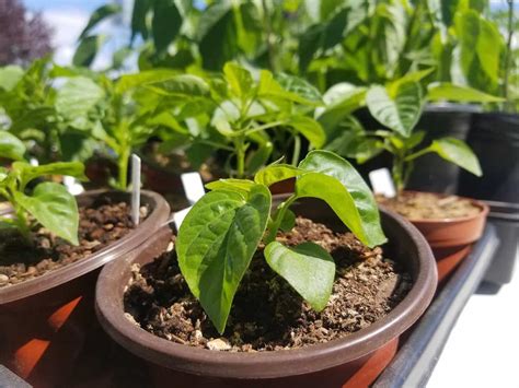 How to Make Potting Soil Mix for Vegetables: Homemade Recipes, Top ...