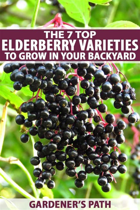 7 Top Elderberry Varieties to Grow in Your Backyard | Gardener's Path ...