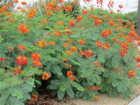 Orange Flowering Bush Texas