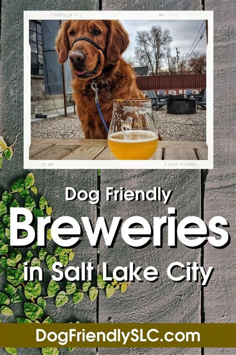 dog friendly microbrewery near me - Stanford Robinette