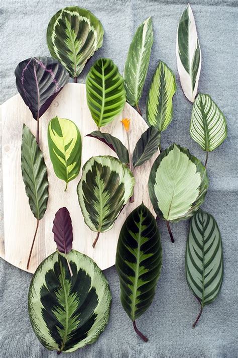 Calathea ~ Everything You Need to Know with Photos | Videos