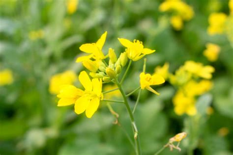 Free Images : buttercup, sunny, yellow, flower, flowering plant, flora, wildflower, mustard ...