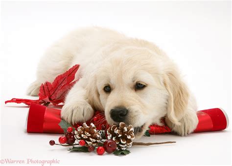 Dog: Golden Retriever pup with Christmas cracker photo WP20044