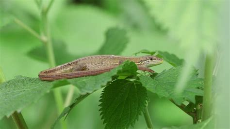 Japanese Grass Lizard Facts and Pictures | Reptile Fact