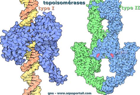 Topoisomérase : définition et explications