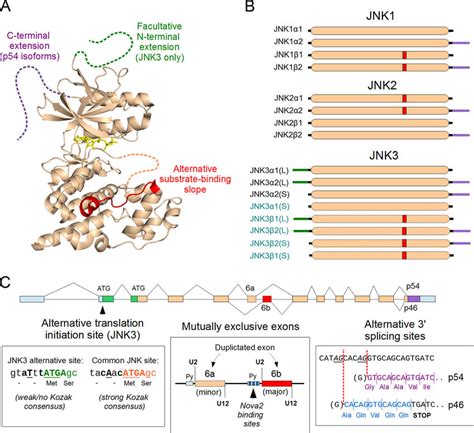 Splice isoforms of the JNK1, JNK2, and JNK3 proteins. (A) The structure ...