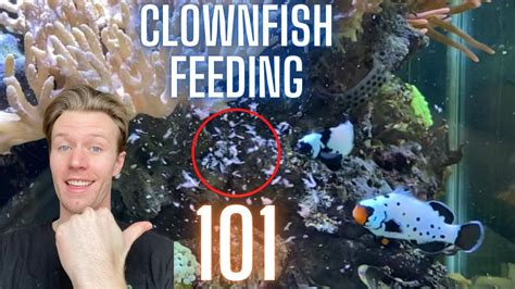 Best Food for Clownfish - Aquariumia