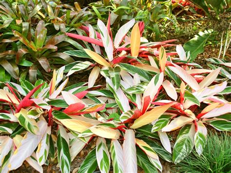 About Stromanthe Houseplants - Tips For Growing Stromanthe Sanguinea