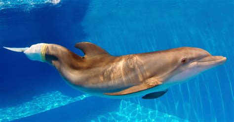 Clearwater Marine Aquarium is Open! | Belloise Realty Vacation Rentals