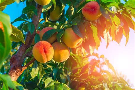 Peach Tree Care » Tips for Healthy Trees