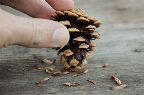 How to grow Japanese black pine from seed - Bonsai Tonight