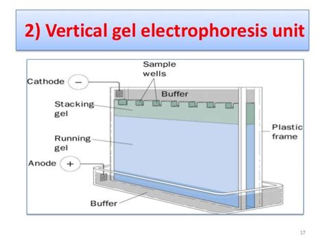 Vertical Gel Electrophoresis (SDS-PAGE)