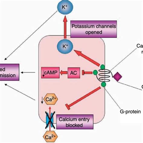 Cannabinoid receptor activation often leads to reduced cellular ...