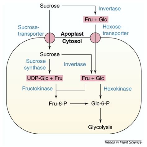 Alignment of conserved regions of the deduced amino acid sequences of ...