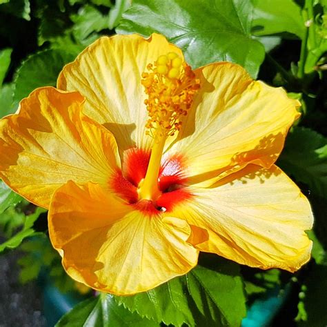 Hibiscus rosa-sinensis, Tropical Hibiscus in GardenTags plant encyclopedia