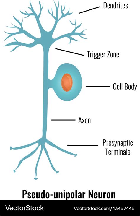 Pseudo unipolar neuron composition Royalty Free Vector Image