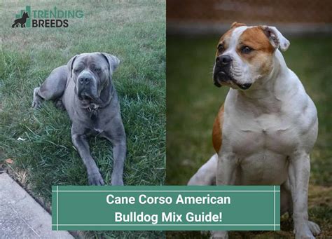 Cane Corso American Bulldog Mix Guide! (2022)