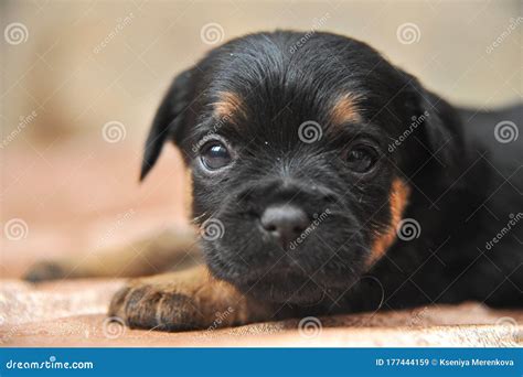 Cute Puppies Portrait of a Jagdterrier Stock Image - Image of portrait ...