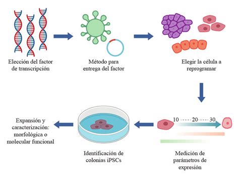 22. Generación de células madre pluripotentes inducidas (iPS), adaptada ...