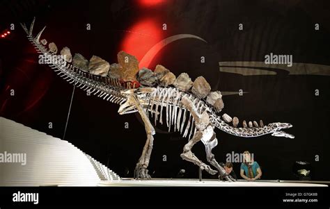 Stegosaurus fossil at the Natural History Museum - London Stock Photo ...