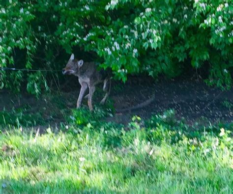 Nashville Coyote Control Services - Animal Pros