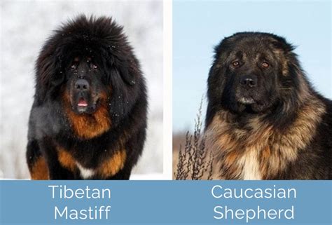 Tibetan Mastiff vs. Caucasian Shepherd: What's the Difference? | Hepper