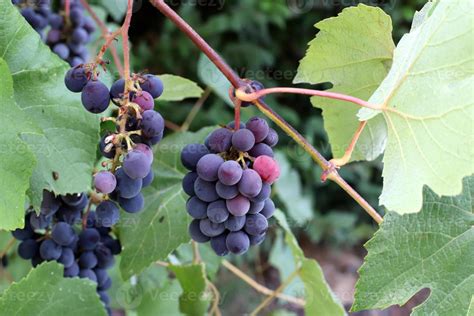 A rich harvest of wine grapes in the collective farm garden. 9993909 ...