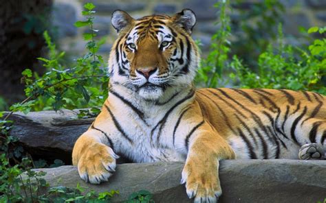 tiger animals Wallpapers HD / Desktop and Mobile Backgrounds