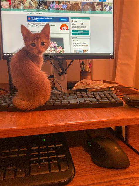 The decoy keyboard is working : r/aww